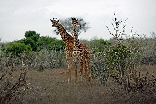 Kenia (433)